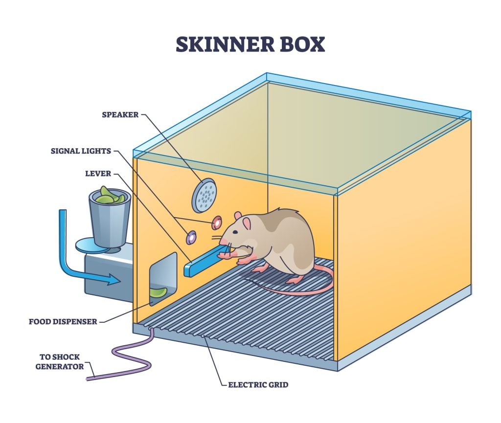 more about the skinner box experiment